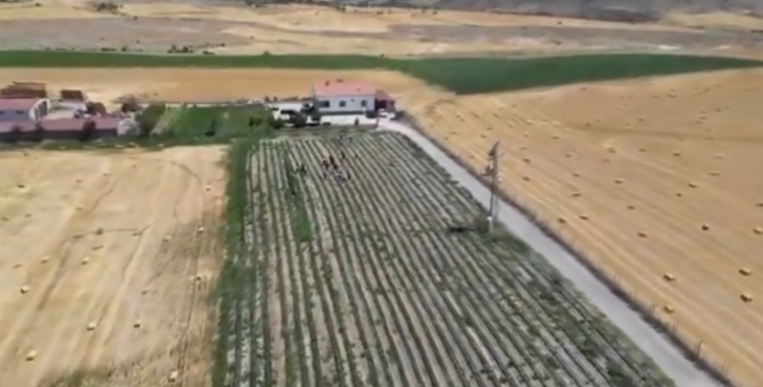 Aksaray’da çilek üretimine can suyu Aksaray’da, çilek üretim projesi kapsamında dağıtımı yapılan çilek fideleri toprakla