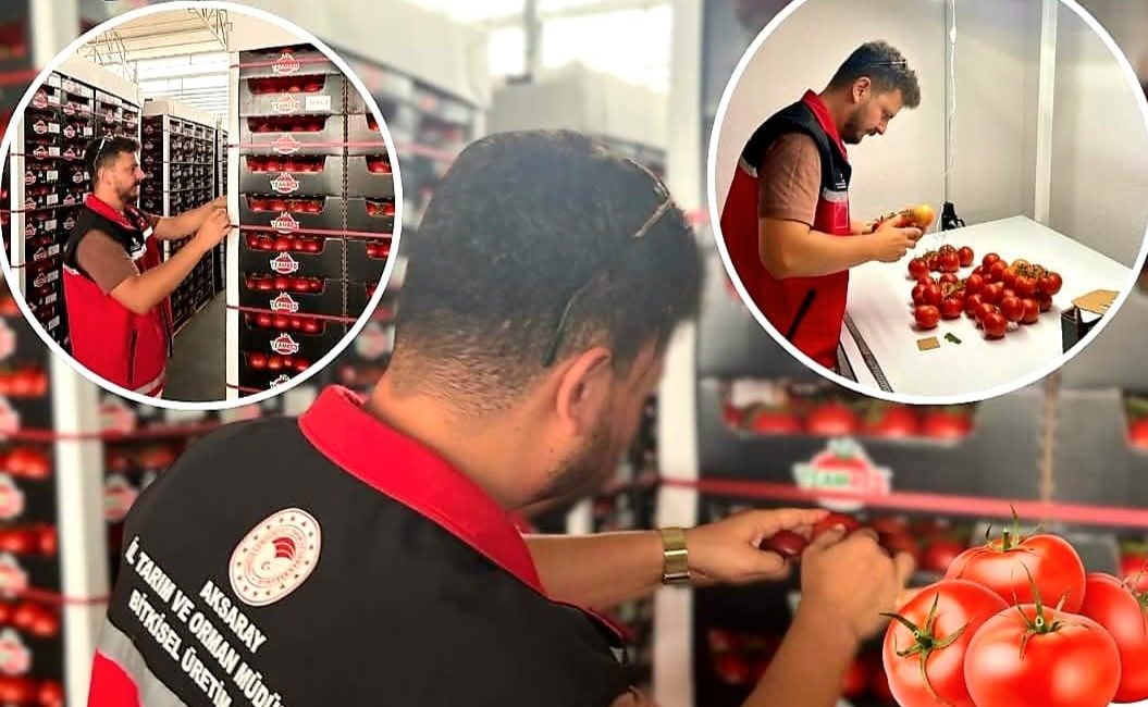 Team Agro firması tarafından Hollanda’ya gerçekleştirilmesi planlanan domates ihracatına yönelik
