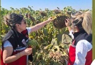 Yapılcan ve Kutlu köylerinde ayçiçeği tarlalarında hastalık kontrolü yapıldı. Teknik