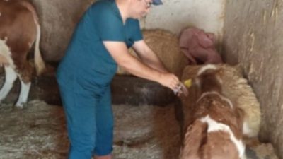 Aksaray’da hayvancılığın temel sağlık tehditlerinden biri olan şap hastalığına karşı