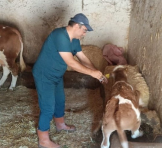 Aksaray’da hayvancılığın temel sağlık tehditlerinden biri olan şap hastalığına karşı
