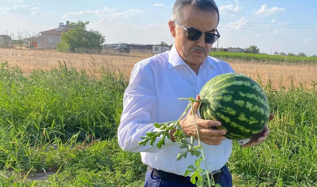 AK Parti Milletvekili Aydoğdu, Amarat karpuz tarlasından hasat yaptı Aydoğdu, Aksaray Yenikent’te Amarat karpuz tarlasına girip karpuz kopardı, çiftçilere