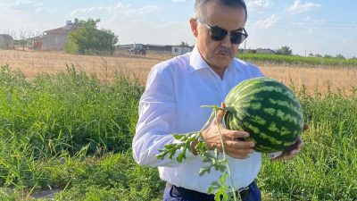 Aydoğdu, Aksaray Yenikent’te Amarat karpuz tarlasına girip karpuz kopardı, çiftçilere