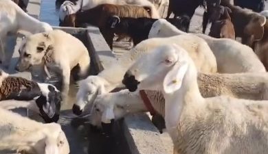 Aksaray kırsalında hayvancılığı geliştirme ve üretim verimliliğini artırma hedefiyle yürütülen