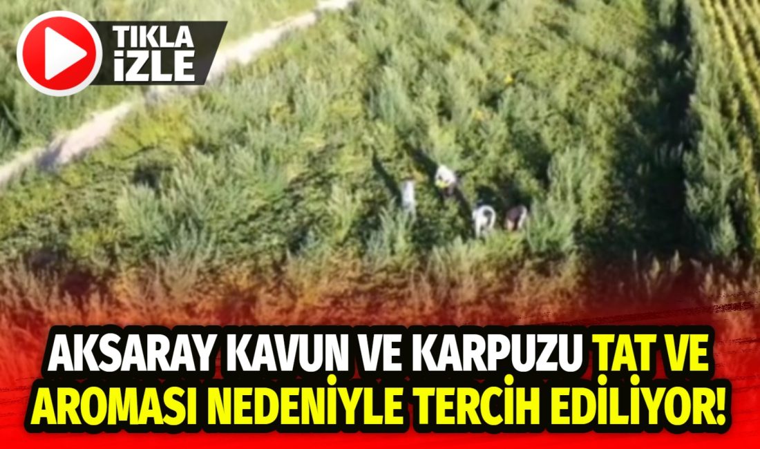 Aksaray’ın Sultanhanı ilçesinde Alternatif tarım ürünü olarak ekilen Kavun ve