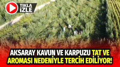 Aksaray’ın Sultanhanı ilçesinde Alternatif tarım ürünü olarak ekilen Kavun ve