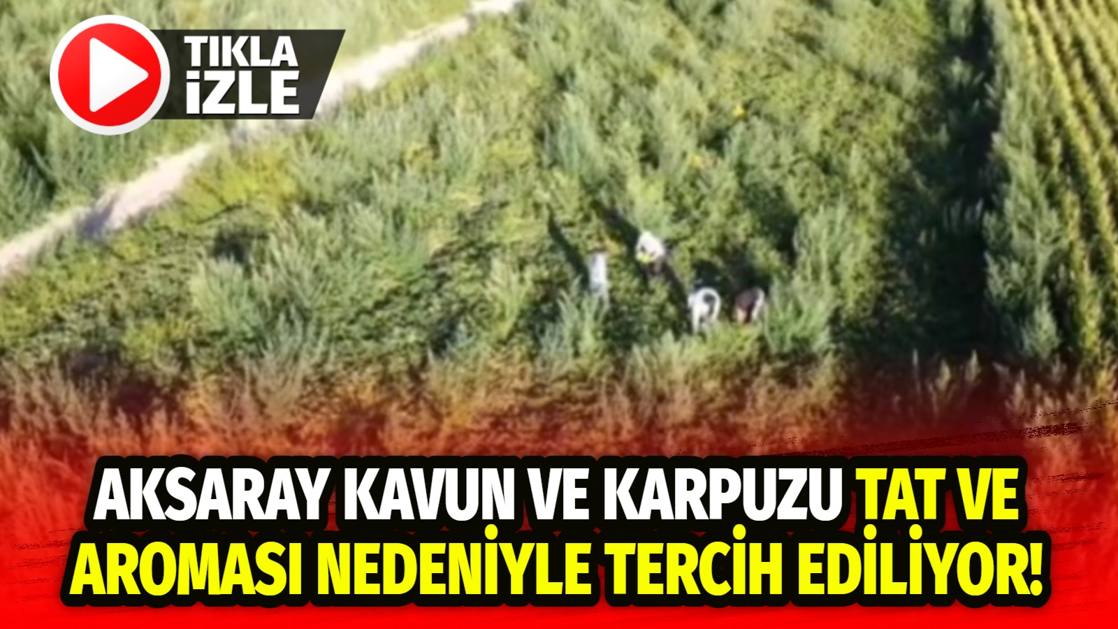 Aksaray’ın Sultanhanı ilçesinde Alternatif tarım ürünü olarak ekilen Kavun ve