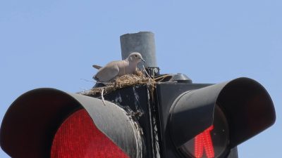 Konya-Aksaray karayolu üzerinde bulunan Sultanhanı ilçe kavşağındaki trafik ışığı, kumrulara