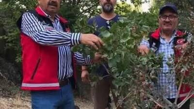 Aksaray’da Gaziantep Antepfıstığı Araştırma Enstitüsü ile Aksaray İl Tarım ve