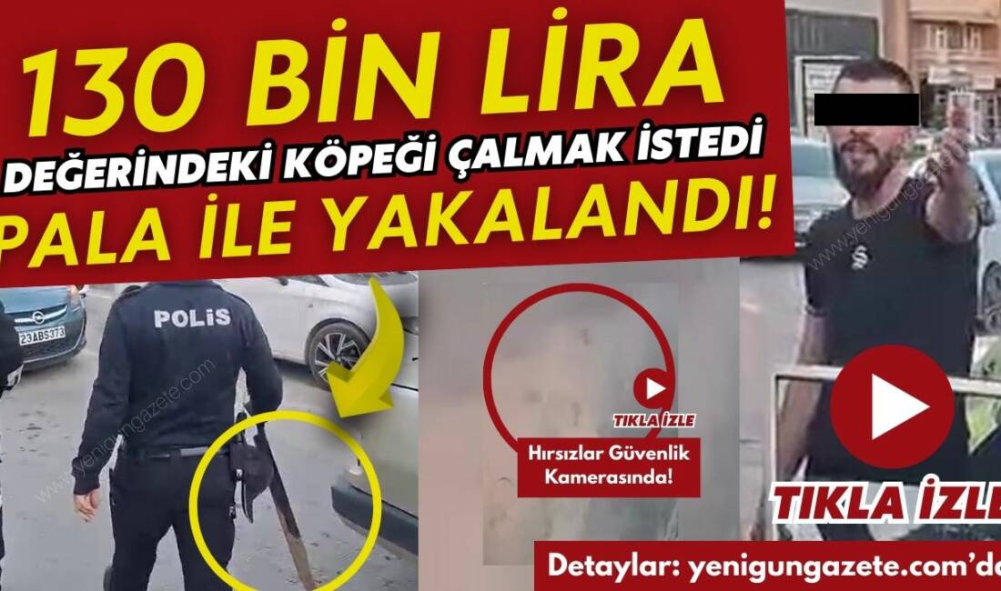 130 bin liralık Malaklı köpeğini çalmak isteyen hırsızlar, mahalleleri birbirine