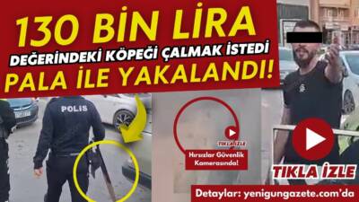 130 bin liralık Malaklı köpeğini çalmak isteyen hırsızlar, mahalleleri birbirine