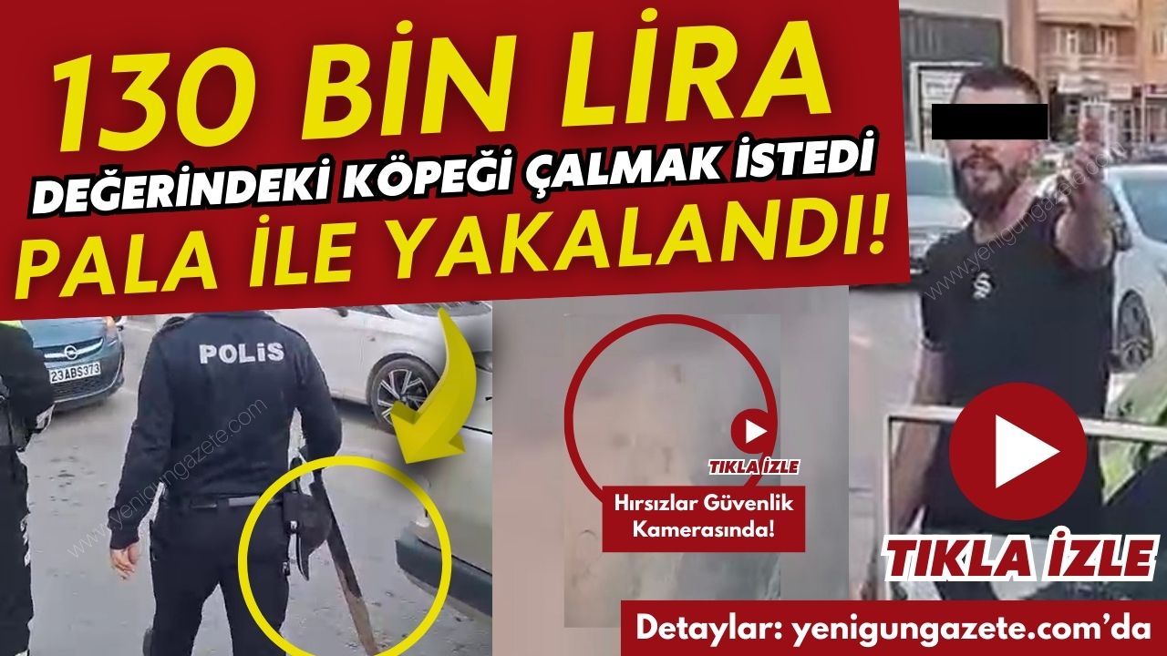 130 bin liralık Malaklı köpeğini çalmak isteyen hırsızlar, mahalleleri birbirine