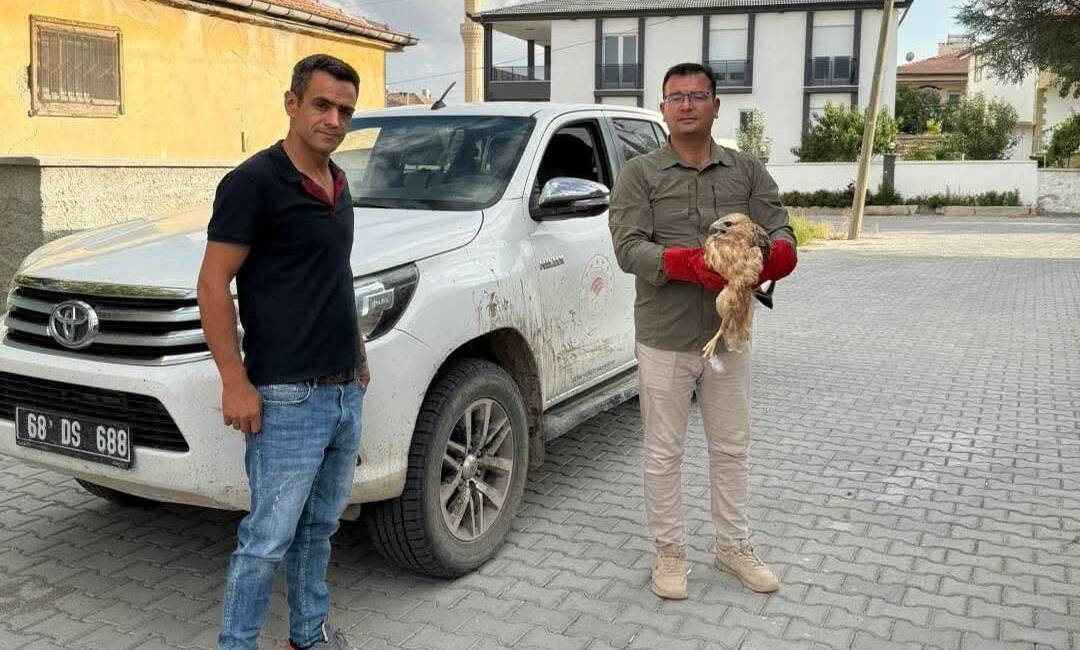 Aksaray’ın Gülağaç ilçesinde yol kenarında bitkin halde bekleyen bir kızıl