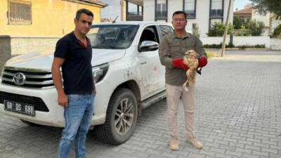 Aksaray’ın Gülağaç ilçesinde yol kenarında bitkin halde bekleyen bir kızıl