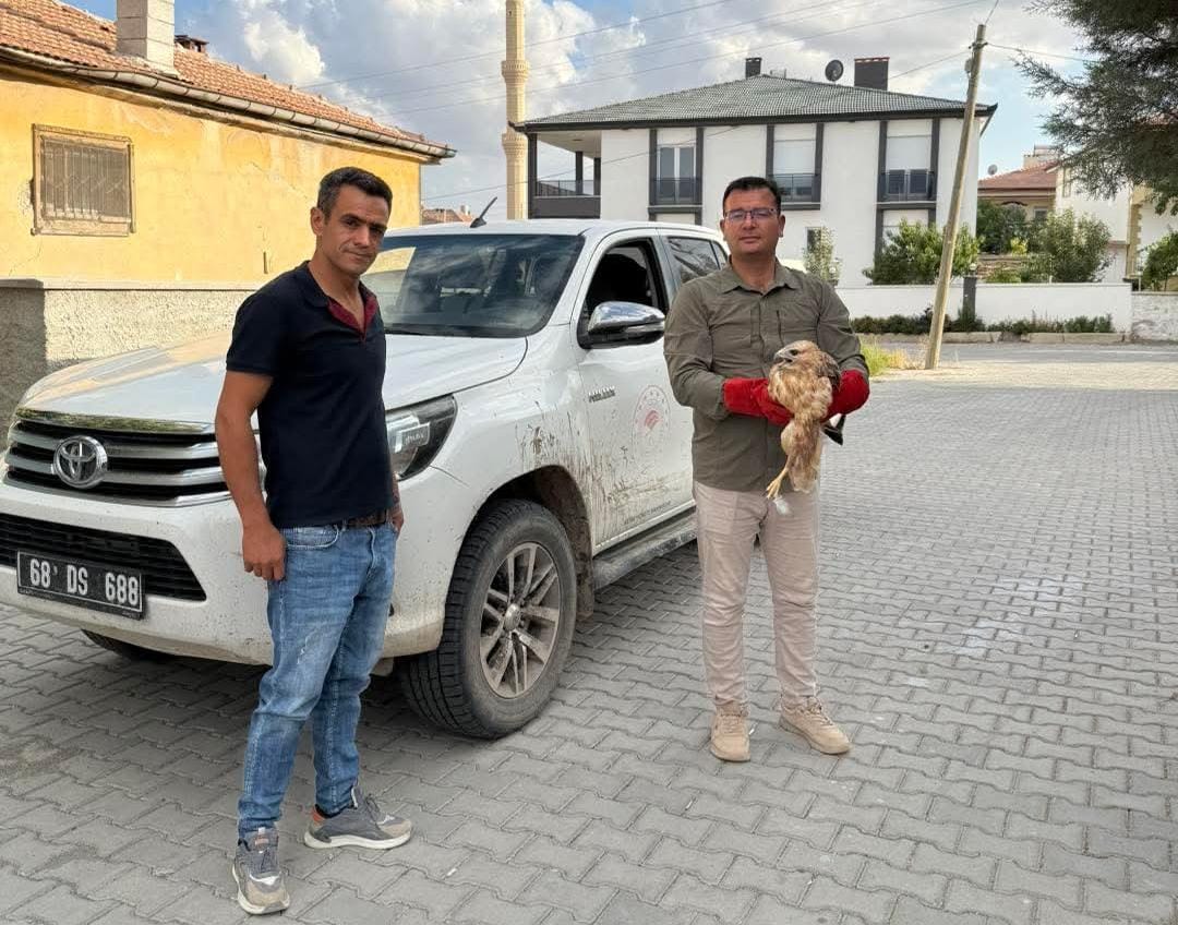 Aksaray’ın Gülağaç ilçesinde yol kenarında bitkin halde bekleyen bir kızıl