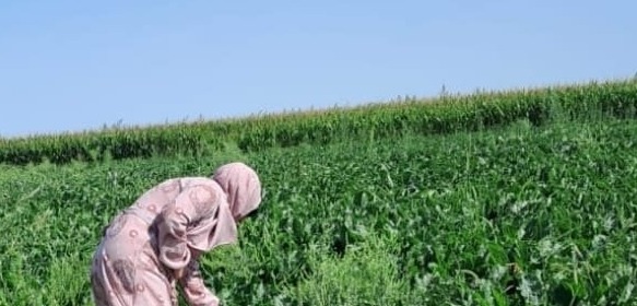 Aksaray İl Tarım ve Orman Müdürlüğü, 3083 sayılı Sulama Alanlarında