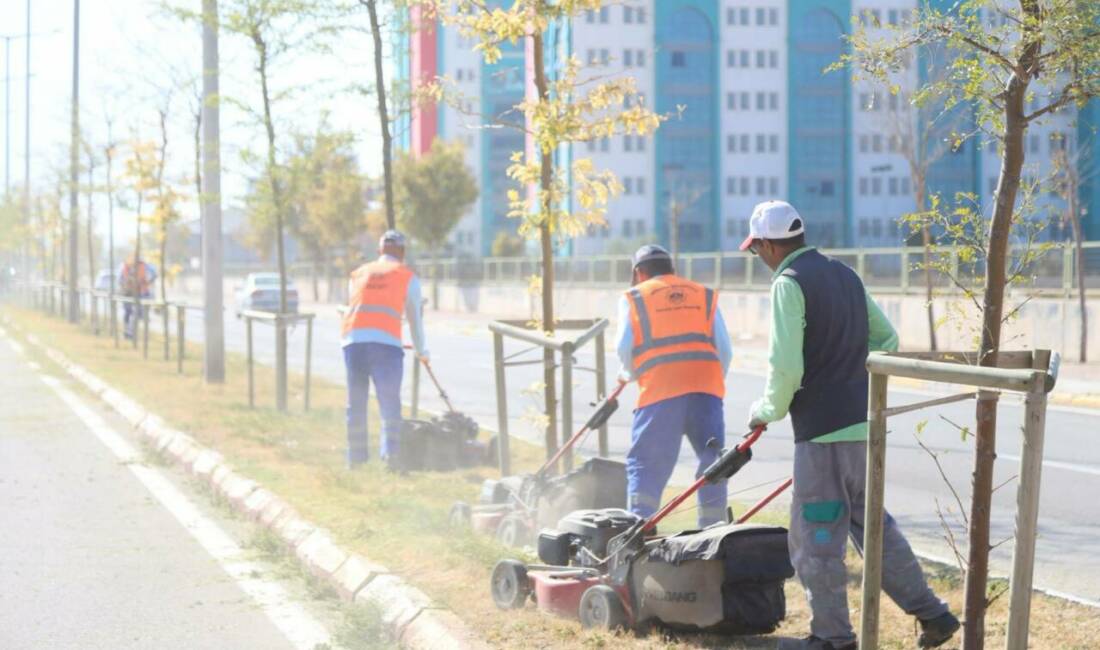 Aksaray Belediyesi, Üniversite yolu boyunca yaptığı peyzaj ve çim biçme