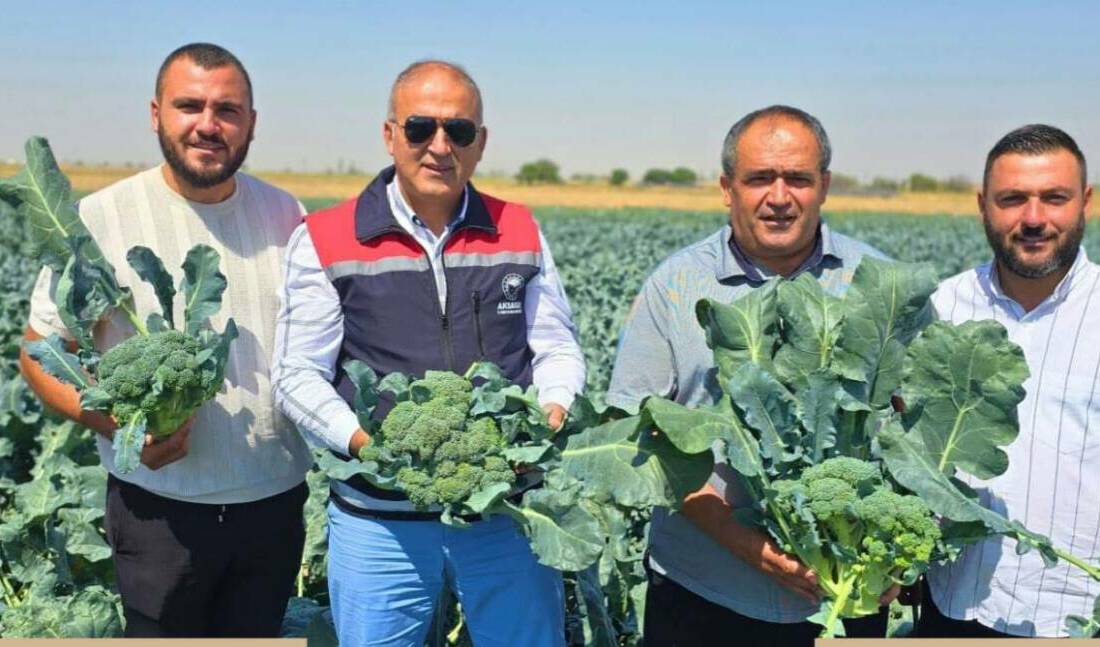 Somuncu Baba Mahallesi’nde genç muhtar Muhammet Yıldırım, brokoli üretimiyle alternatif