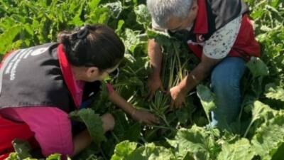 Aksaray Tarım ve Orman Müdürlüğü, Şeker Dairesi Başkanlığı talimatıyla, İncesu