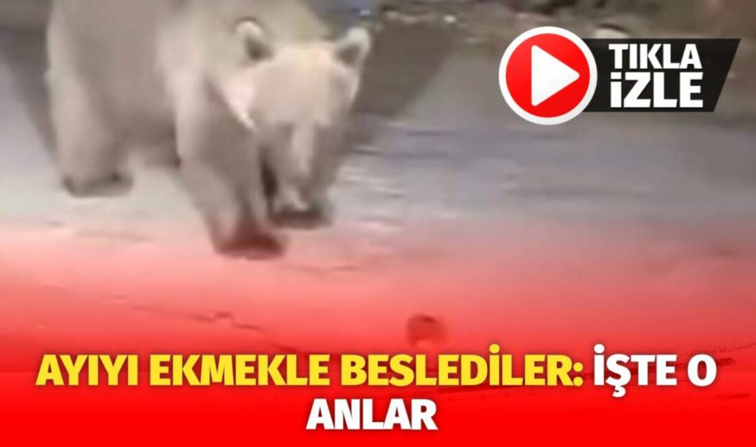 Bursa'nın turizm merkezi olan Uludağ’da gezinti yapan vatandaşlarda yolda ayı