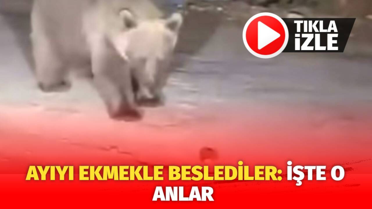 Bursa'nın turizm merkezi olan Uludağ’da gezinti yapan vatandaşlarda yolda ayı