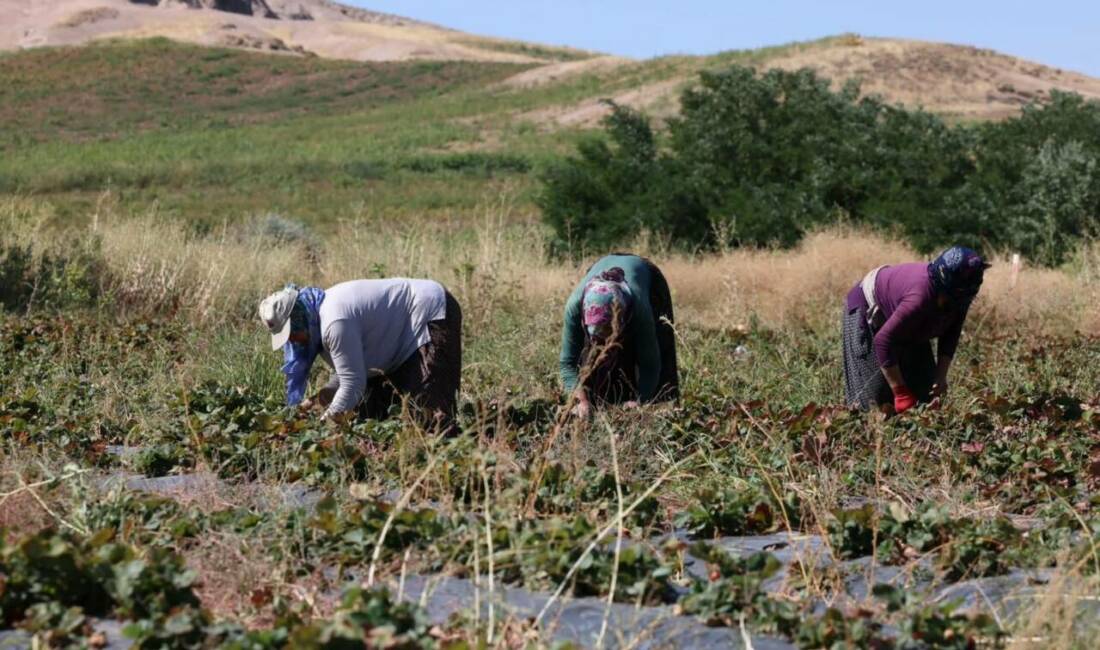 Aksaray Ziraat Odası Başkanı Emin Koçak, yaptığı açıklamasında tarım işçilerinin