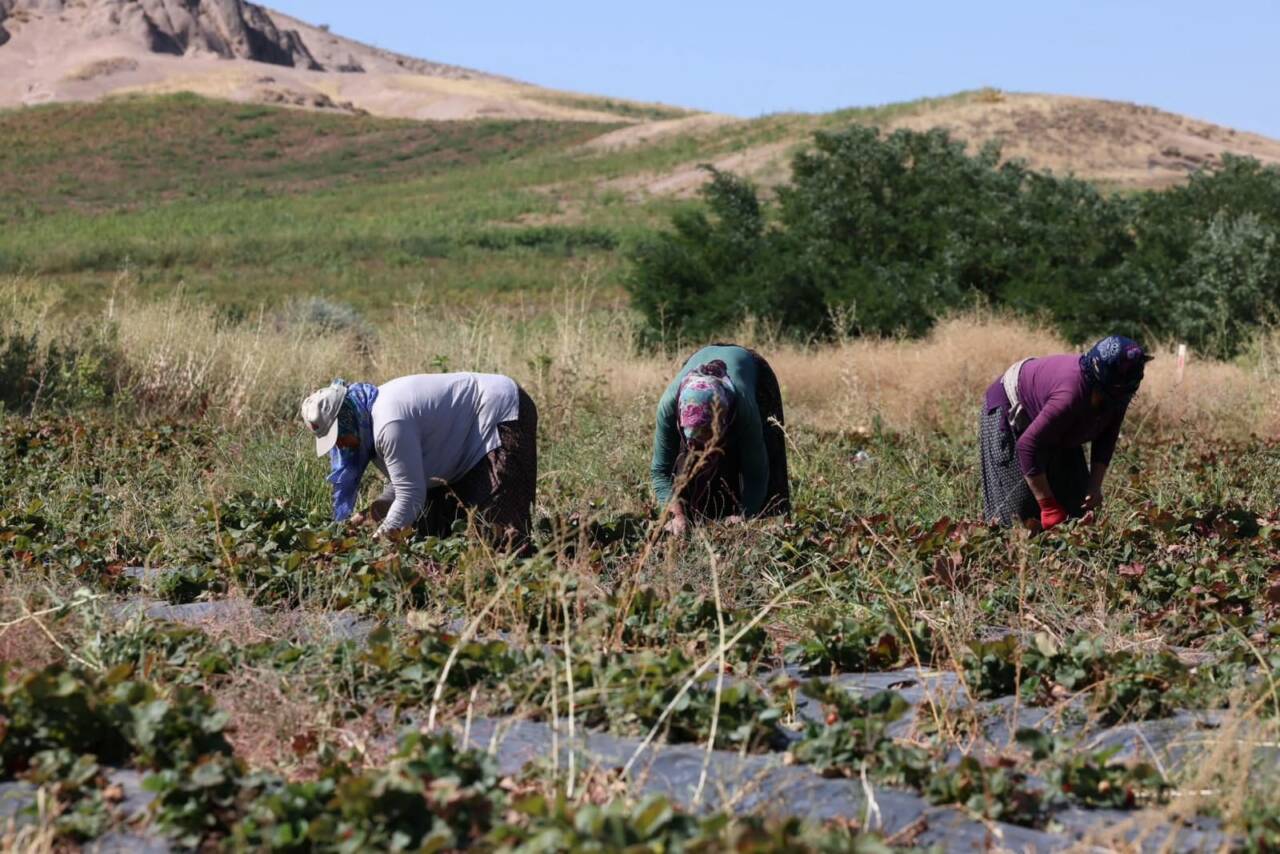 Aksaray Ziraat Odası Başkanı Emin Koçak, yaptığı açıklamasında tarım işçilerinin