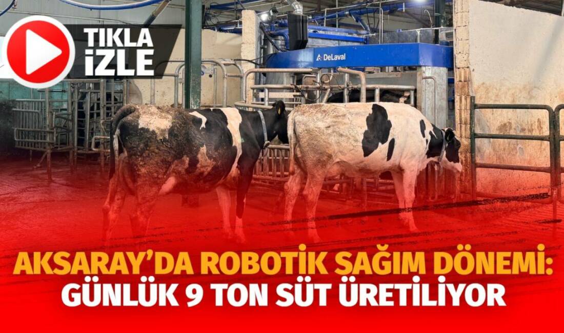 Aksaray’da modern hayvancılık işletmesinde robotik sağım sistemiyle inekler ödül yemle