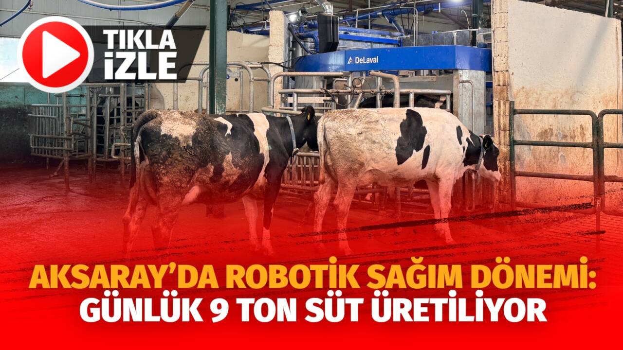 Aksaray’da modern hayvancılık işletmesinde robotik sağım sistemiyle inekler ödül yemle