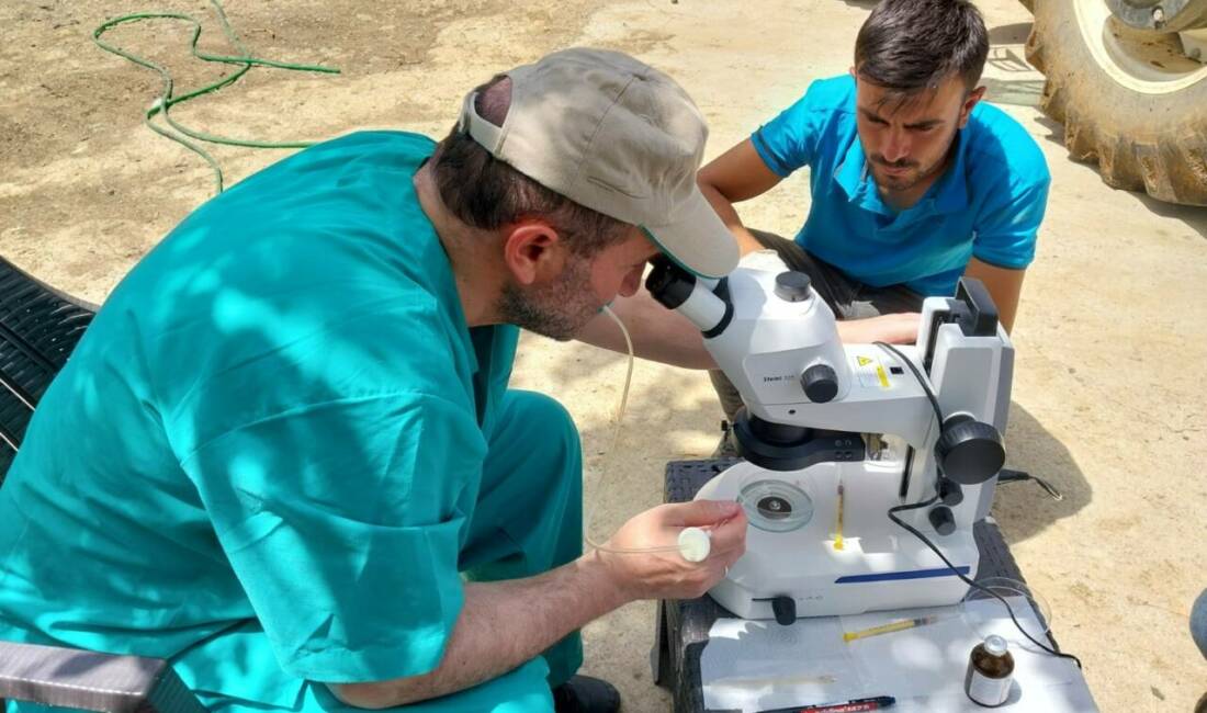 Aksaray Üniversitesi öncülüğünde yürütülen çalışma kapsamında  genetik düzenleme yapılan embriyoların
