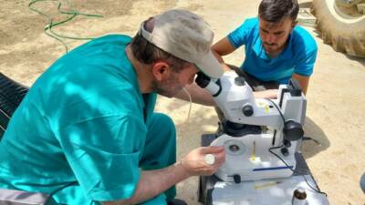 Aksaray Üniversitesi öncülüğünde yürütülen çalışma kapsamında  genetik düzenleme yapılan embriyoların