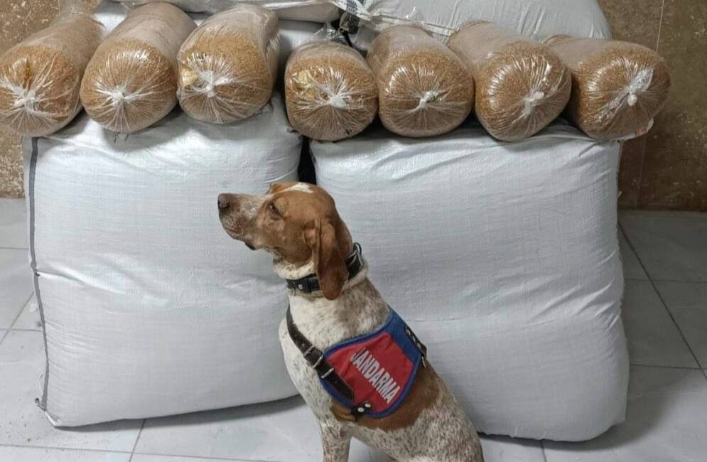 Kırşehir'de İl Jandarma Komutanlığı tarafından durdurulan yolcu otobüsünde 400 kilogram