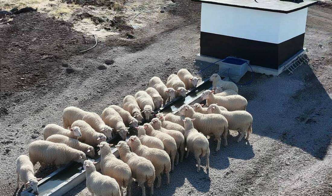 Aksaray İl Özel İdaresi, Güzelyurt ilçesine bağlı Gaziemir Köyü’nde hayvancılığın