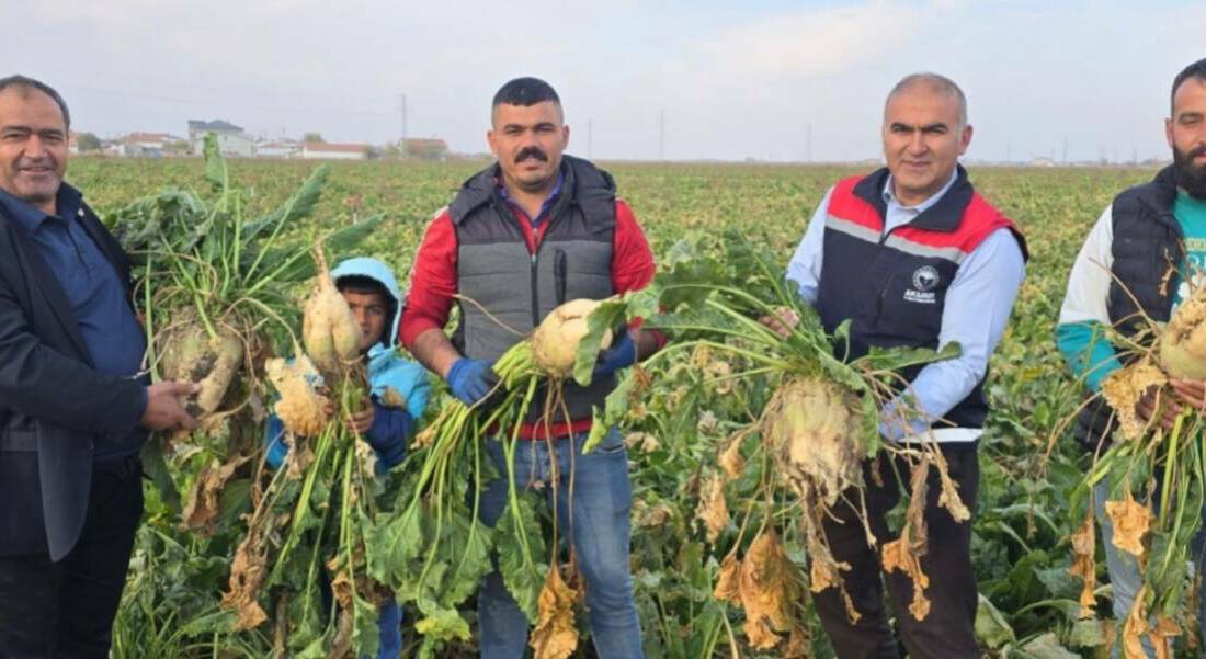 Aksaray’da sonbahar hasadı tüm hızıyla devam ederken, pancar üreticileri tarlalarda
