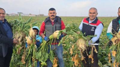 Aksaray’da sonbahar hasadı tüm hızıyla devam ederken, pancar üreticileri tarlalarda