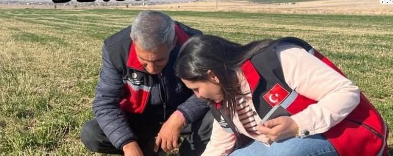 Aksaray İl Tarım ve Orman Müdürlüğü ekipleri, tarla faresiyle mücadele