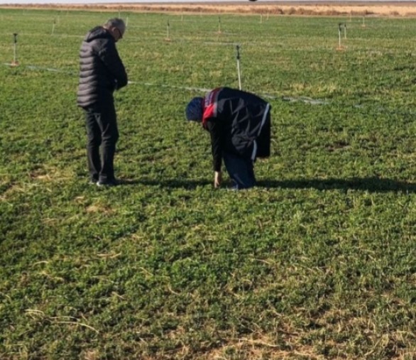 Aksaray İl Tarım ve Orman Müdürlüğü Çayır Mera ve Yem