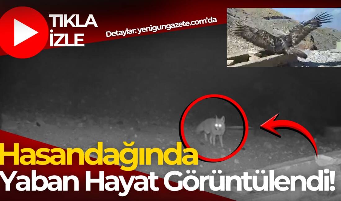 Aksaray'daki Hasan Dağı'nda çeşmeden su içen kartal ile tilki, tavşan