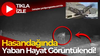 Aksaray'daki Hasan Dağı'nda çeşmeden su içen kartal ile tilki, tavşan