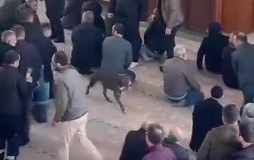 Kocaeli’de cuma namazı öncesinde bir camiye başıboş pitbull cinsi köpek