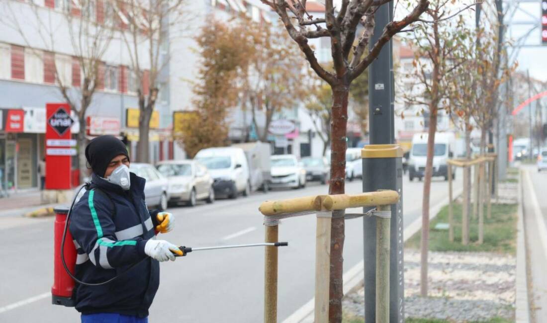 Aksaray Belediyesi, kent merkezinde yer alan Atatürk Bulvarı’nda ağaç sağlığını