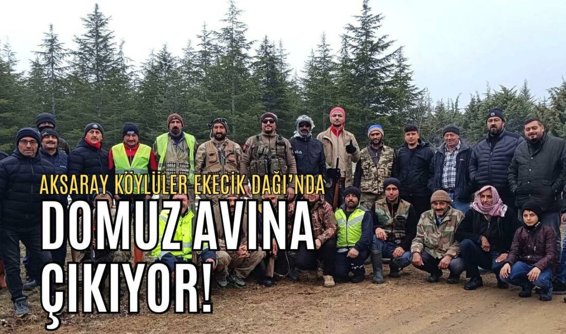 Aksaray Balcı’da sürek avı, Ekecik Dağı’nda artan domuz zararı nedeniyle
