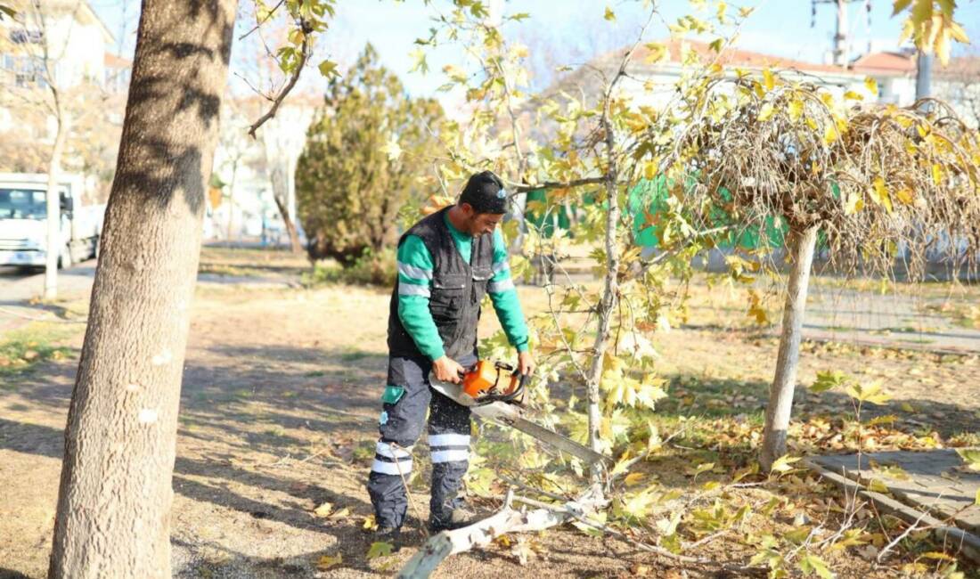 Aksaray Belediyesi, şehir genelindeki parklarda gerçekleştirdiği titiz ağaç budama çalışmalarıyla