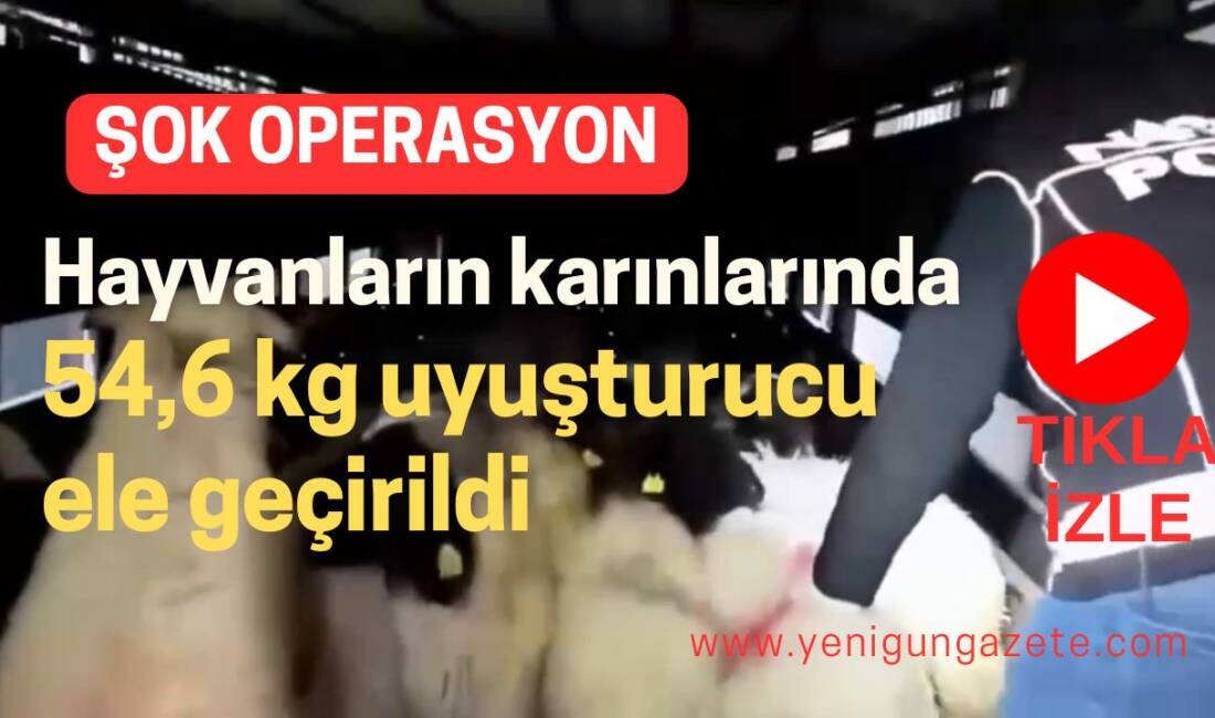 Siirt ve Hakkari polisinin ortak operasyonunda, küçükbaş hayvanların karın boşluklarına