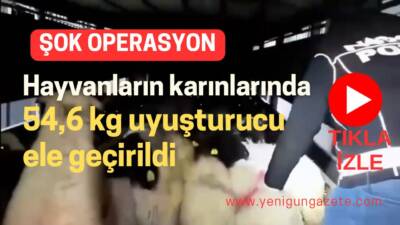 Siirt ve Hakkari polisinin ortak operasyonunda, küçükbaş hayvanların karın boşluklarına
