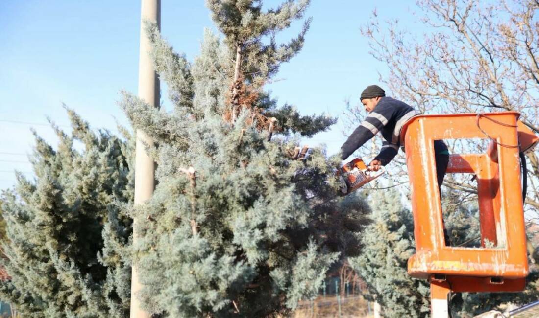 Nevşehir Caddesi boyunca gerçekleştirilen dekoratif budama çalışmalarıyla kent estetiği güçlendirilirken,