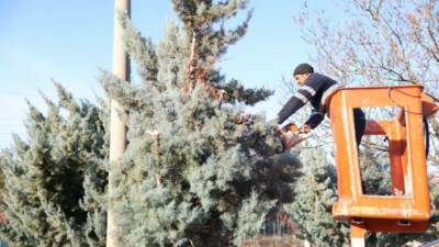 Nevşehir Caddesi boyunca gerçekleştirilen dekoratif budama çalışmalarıyla kent estetiği güçlendirilirken,