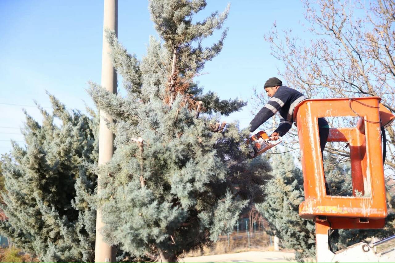 Nevşehir Caddesi boyunca gerçekleştirilen dekoratif budama çalışmalarıyla kent estetiği güçlendirilirken,