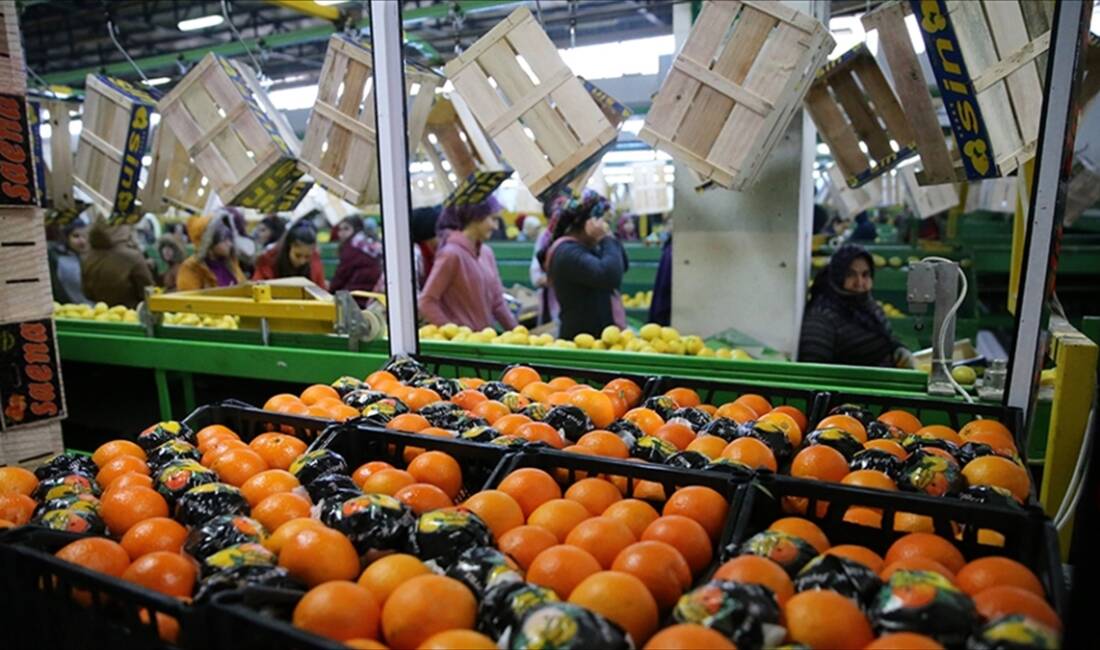 Türk tarım sektörü, 2025 yılında 36,4 milyar dolarla tüm zamanların