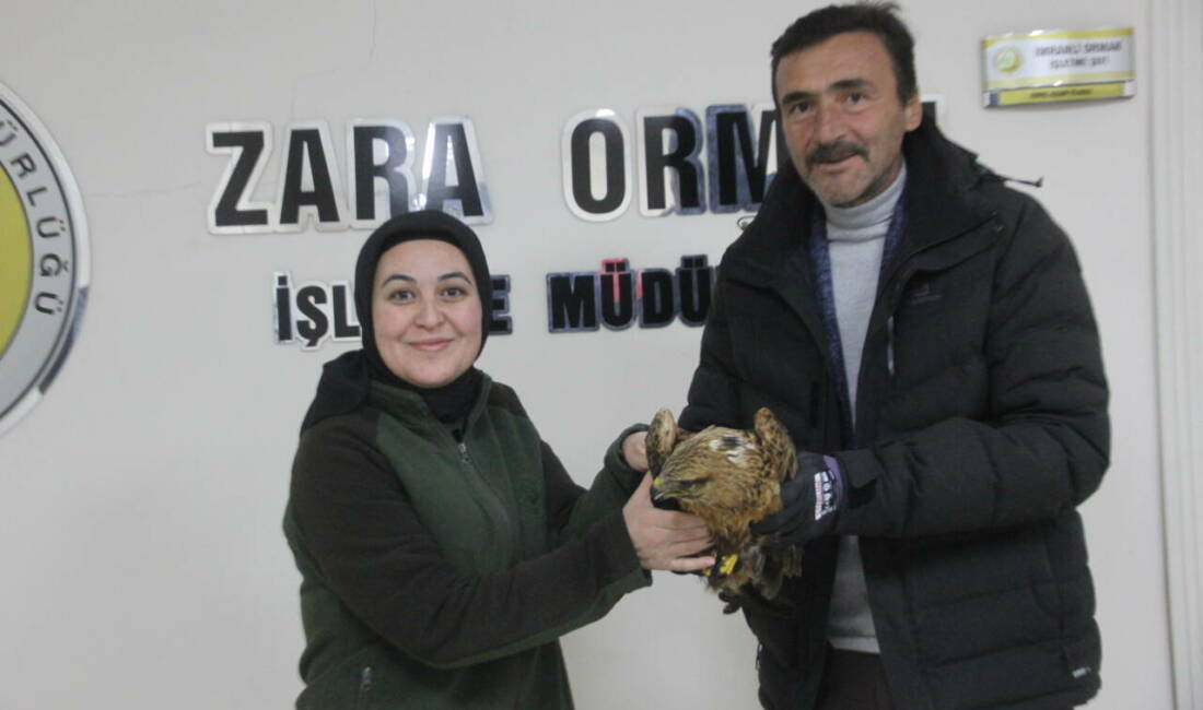 Sivas'ın Zara ilçesinde soğuktan bitkin düşen kızıl şahine esnaf sahip